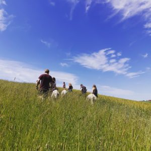 Walking alpacas