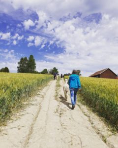 Walking alpacas