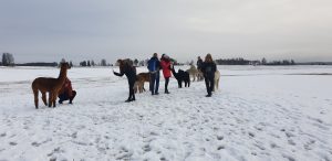 Alpakkavandring i vinterland