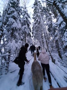 Alpakkavandring i vinterland