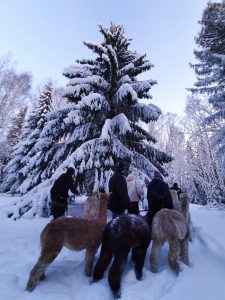 Alpakkavandring og julegran