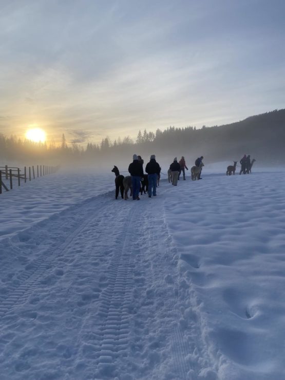 Alpakkavandring - Hurdal