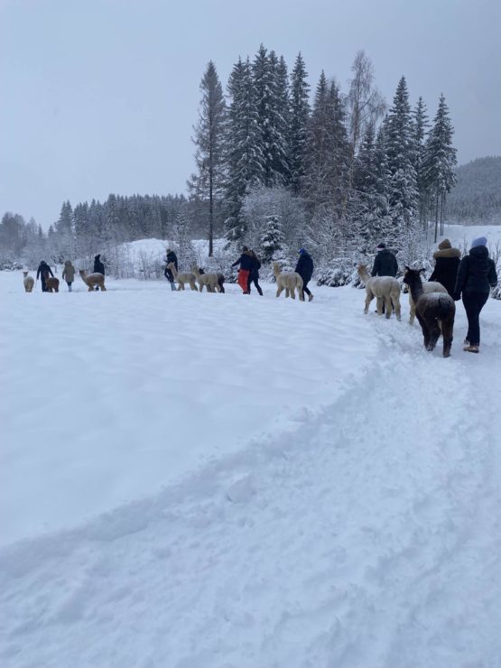 Alpakkavandring - Hurdal