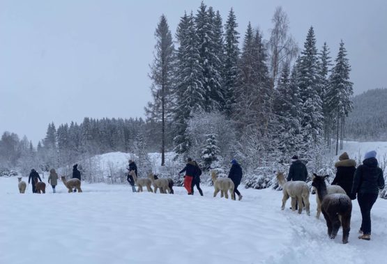 Alpakkavandring - Vinter