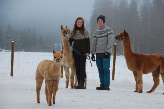 Alpakkavandring i Hurdal