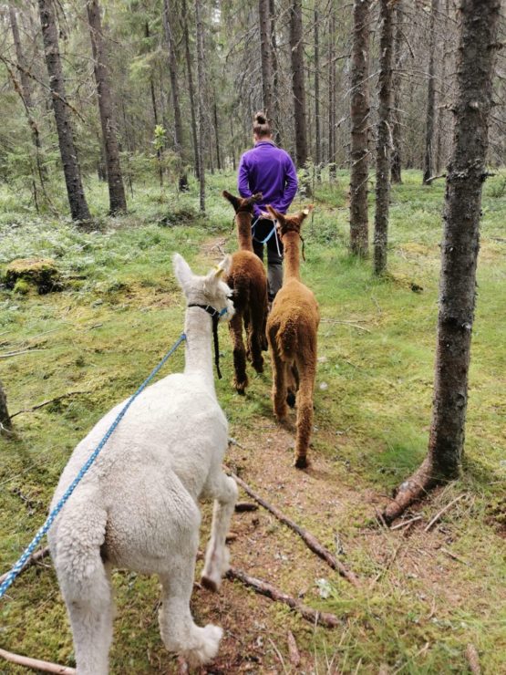 Alpakkavandring i Hurdal