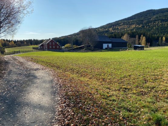 Alpakkavandring i Hurdal