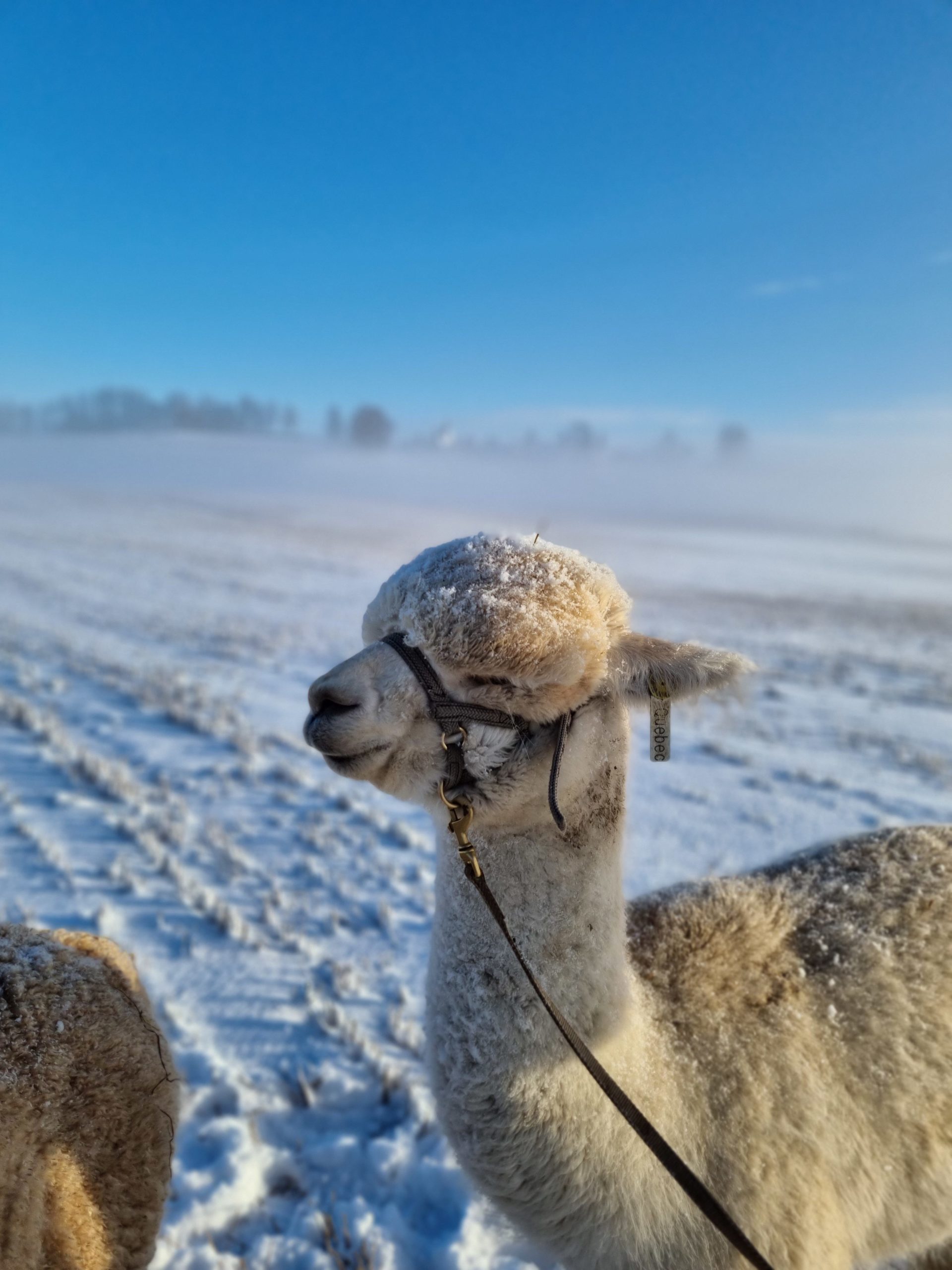 Alpakkavandring på vinteren