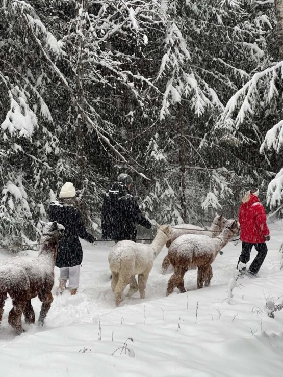 Alpakkavandring på vinteren