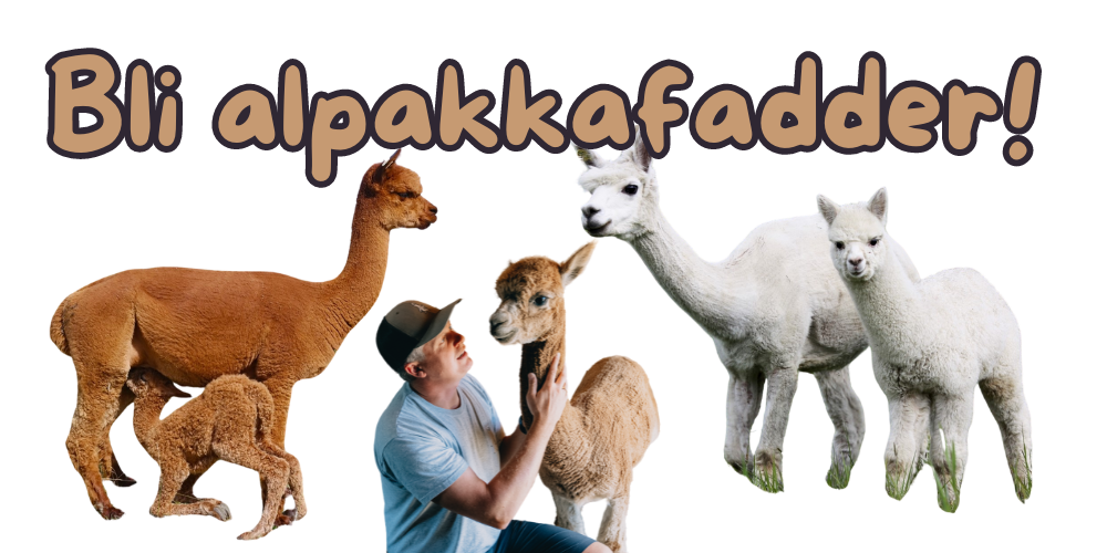Alpakkavandring - Alpakkafadder