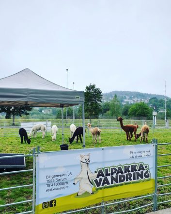 Alpakkavandring på tur